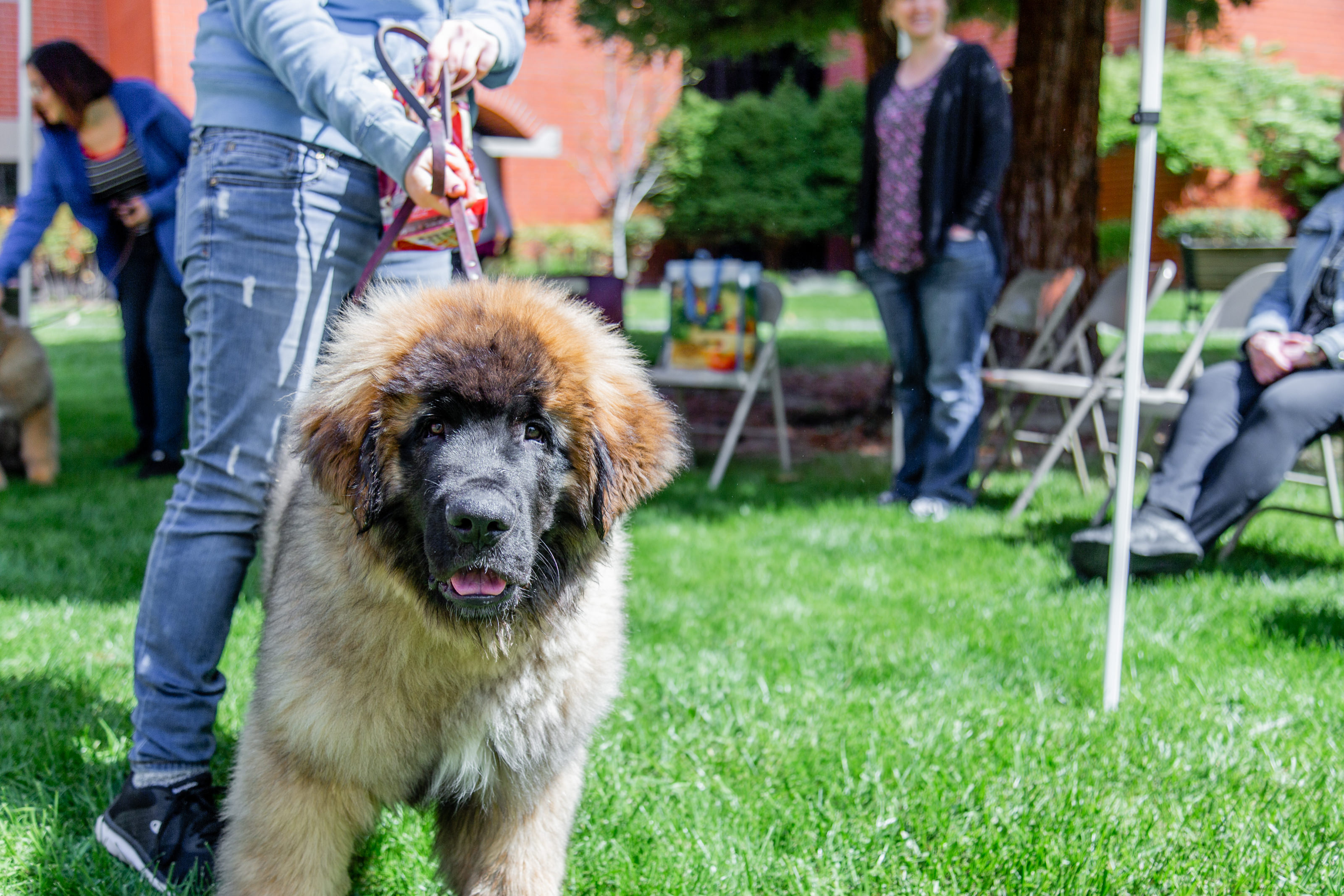 Dog on campus