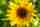Sunflower in the LC State garden