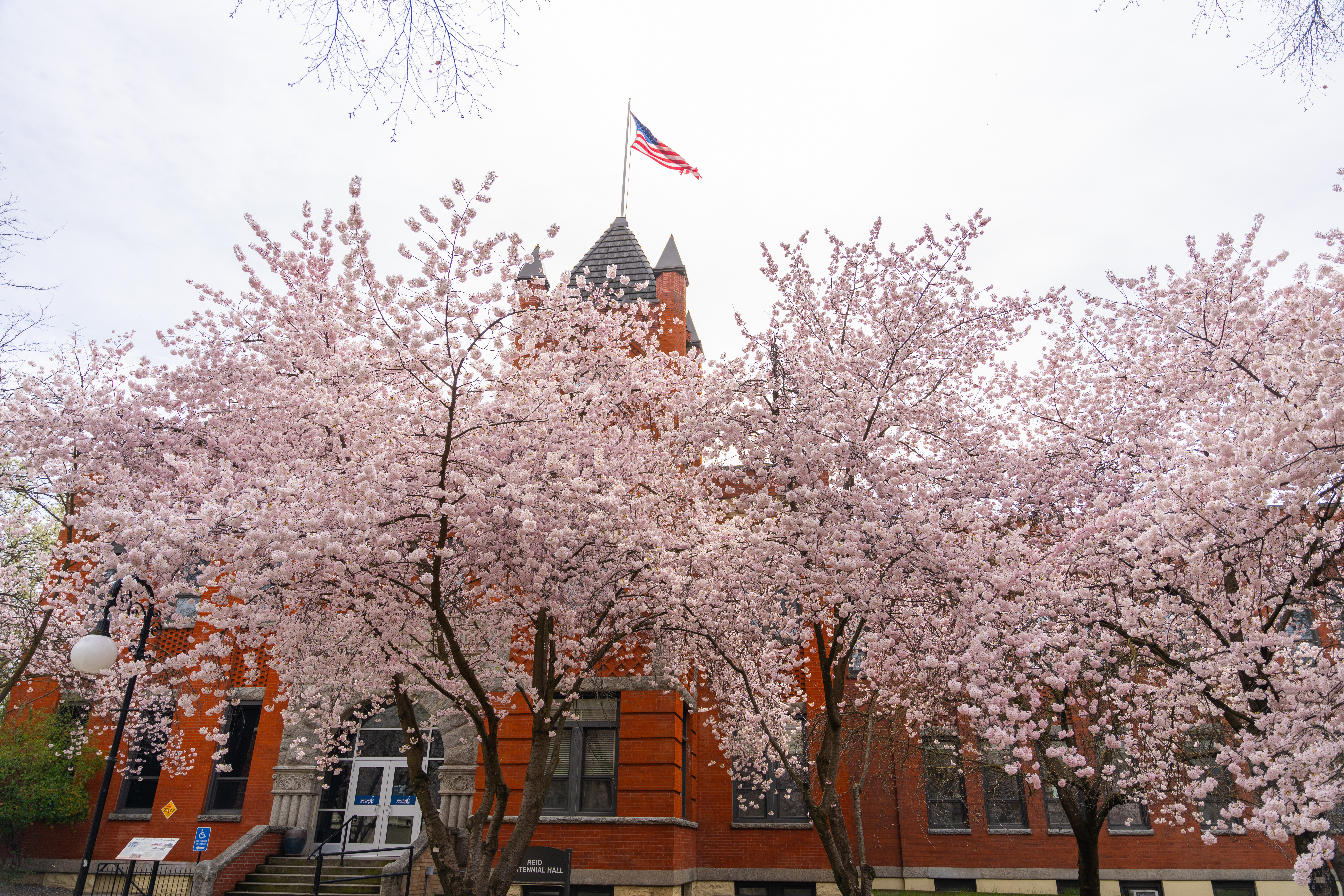 Photo of Cherry Blossom Trees in front of Reid Centennial Hall with US flag toward top of photo 