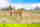 Cross country race